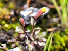 Erythranthe breviflora