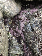 Chamberlainium tumidum