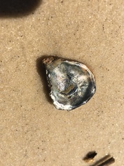 Ostreidae