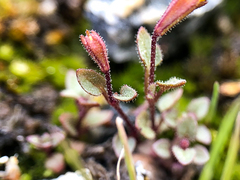 Erythranthe breviflora