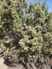Baccharis pilularis
