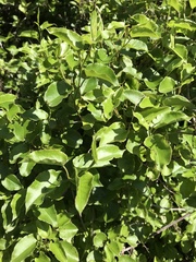 Muehlenbeckia australis