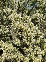 Baccharis pilularis