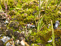 Erythranthe breviflora