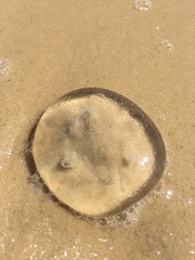 Scyphozoa
