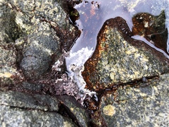 Chamberlainium tumidum