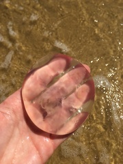 Scyphozoa