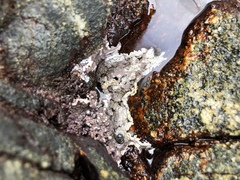 Chamberlainium tumidum