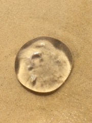 Scyphozoa