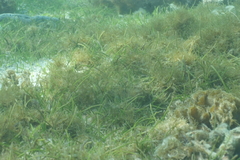 Thalassia hemprichii