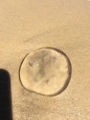 Scyphozoa