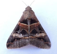 Melipotis perpendicularis