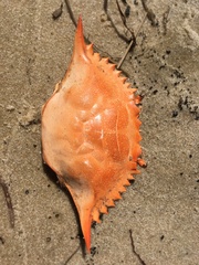 Callinectes sapidus