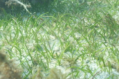 Thalassia hemprichii