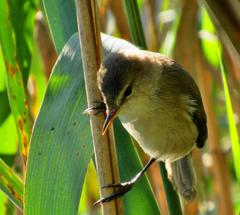 Lesser Swamp Warbler photo 4