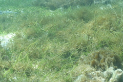 Thalassia hemprichii