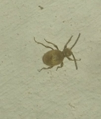 Niptus hololeucus