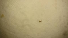 Niptus hololeucus