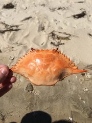 Callinectes sapidus