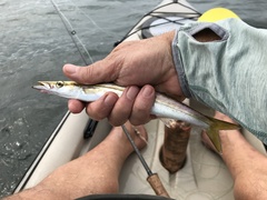 Sphyraena borealis