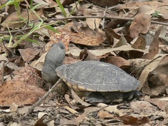 Chelodina canni