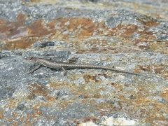 Cryptoblepharus litoralis