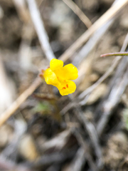 Erythranthe breviflora