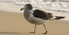 Larus atlanticus