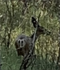 Odocoileus hemionus