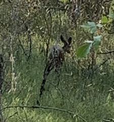 Odocoileus hemionus
