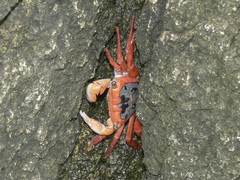 Metopograpsus latifrons