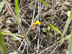 Erythranthe breviflora