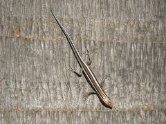 Cryptoblepharus virgatus