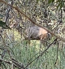 Odocoileus hemionus