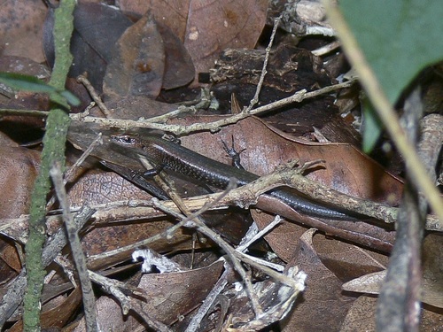 Diamond Shielded Sunskink, Lampropholis adonis