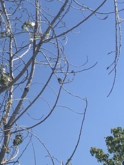 Passer domesticus