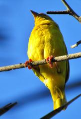 Ploceus subaureus subaureus