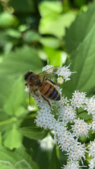 Apis mellifera