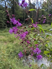 Vernonia gigantea