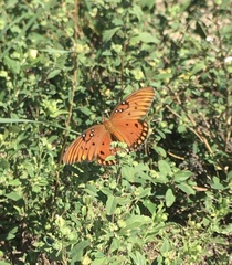 Dione vanillae