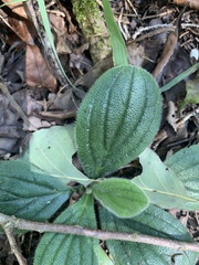 Lithospermum tuberosum