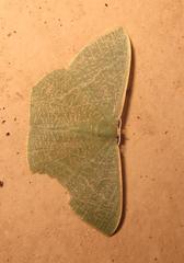 Thalassodes quadraria