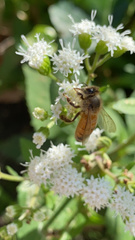 Apis mellifera