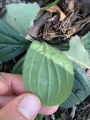 Lithospermum tuberosum