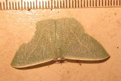 Thalassodes quadraria