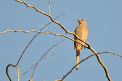 Hypocolius ampelinus