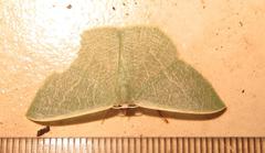 Thalassodes quadraria