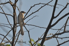 Hypocolius ampelinus