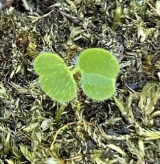 Trifolium subterraneum