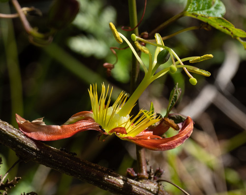 Passiflora cinnabarina (Passiflora cinnabarina)